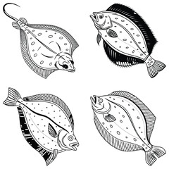 Flounder fish set line art and isolated on white background illustrator eps  10