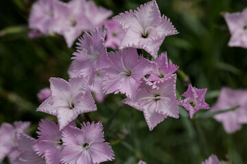 The closeup of the bush of pink carnations, Dianthus japonicus, in the garden in spring