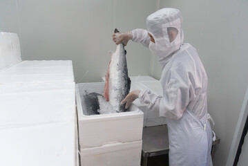 Man inspecting hand-reared Scottish salmon on production line of fish farm by QC staff in cold...