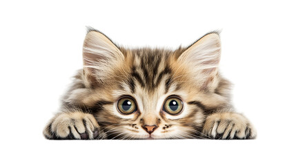 Obraz premium british cat isolated on white