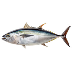 Obraz premium Blackfin Tuna, Powerful Ocean Species, Realistic, Cut Out