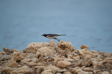 White-throated wagtail