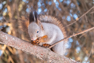 The squirrel with nut sits on tree in the winter or late autumn