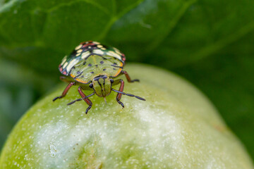 Southern green stink bug exploring a green tomato in a garden