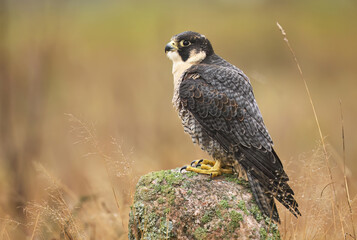 Peregrine Falcon ( Falco peregrinus )  close up