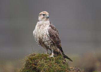 Saker falcon ( falco cherrug ) close up