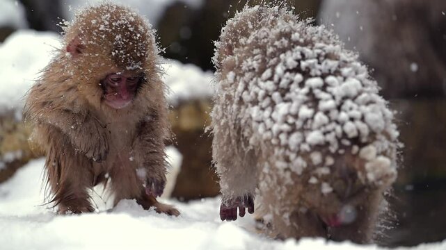 Japanese Macaque Snow Monkey Family During A Snow Storm In Hokkaido, Japan