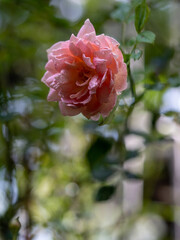 Shape and colors of imperfect roses that bloom in garden