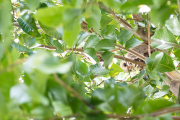 The Barn owl is looking down from a tree