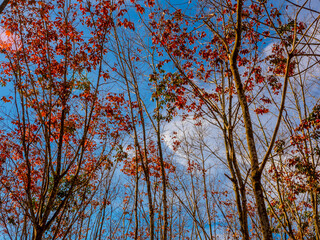 Red leaves of Para rubber trees Plantation forest in the deciduous season