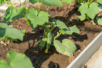 Harvest concept: Fresh organic cucumber growing in a garden bed, plant with green leaves and yellow...