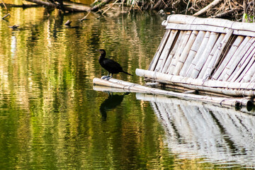 The cormorant (Nannopterum brasilianum) is a southern bird of the Phalacrocoracidae family. An aquatic bird, it dives in search of fish in a lake in a public park in Brazil.