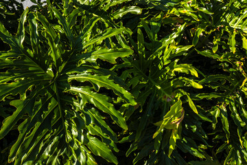 Lush detail of Philodendron bipinnatifidum leaf. Highlights texture, pattern & vibrant green. Ideal...