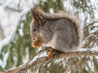 The squirrel with nut sits on tree in the winter or late autumn