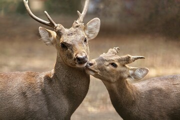 Bawean deer with mother