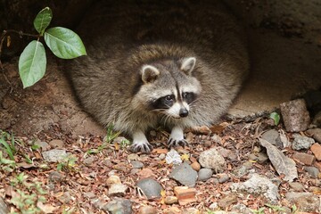 a fat raccoon lying on the floor facing forward © Pitokung