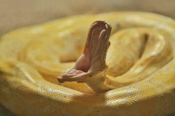 a yellow python opens its mouth wide