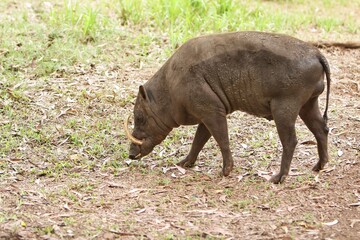 babirusa walking on the grass