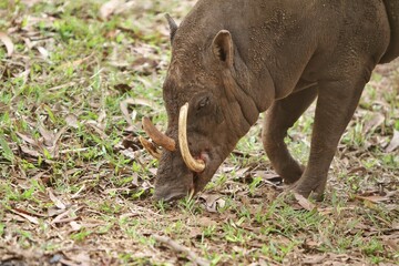 babirusa walking on the grass