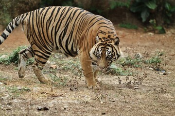 A Sumatran tiger walks around observing its surroundings