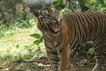 A Sumatran tiger stands looking around while growling