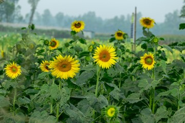 Fototapeta premium Beautiful picture of sunflower with green blur background. this photo was taken Gaibandha District.