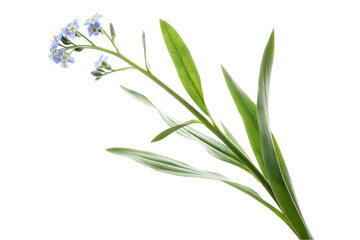 Fototapeta premium Delicate Forget Me Not Flower Stem with Green Leaves Isolated on a Clean Black Background for Design Elements