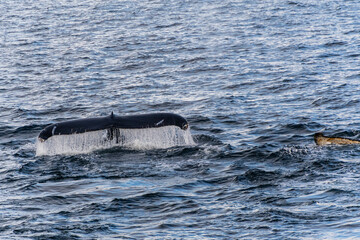 Fototapeta premium Close-up of the tail of a diving humpback whale -Megaptera novaeangliae. Image taken in the Graham passage, near Charlotte Bay, Antarctic Peninsula.