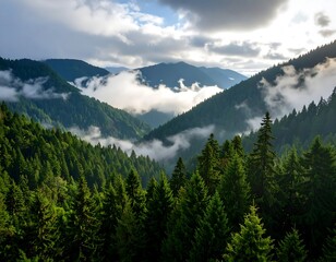 Obraz premium Misty mountain valley