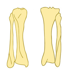 leg bones  illustration silhouette science biology.eps
