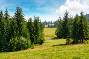 coniferous forest on the green hill in carpathian mountains. beautiful spruce trees on the grassy meadow in summer. alpine landscape of transcarpathia on a sunny day with fluffy clouds on the blue sky