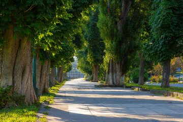 uzhhorod, ukraine - 04 jun 2017: chestnut trees in morning light in summer. curvy paved sidewalk. popular tourist attraction