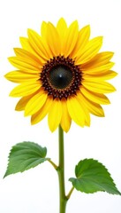 Naklejka premium Single large sunflower, bright yellow petals, white backdrop , yellow flower, flora, garden