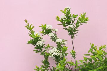 Spirea branches with white flowers and green leaves, highlighted against a pastel pink background in a natural composition.