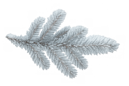Snowy fir branch covered in frost crystals, winter holiday graphic element with transparent background and realistic detailing