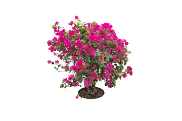 Bouquet, shrub of flowers. Rose periwinkle. primrose. (red, pink, purple) Rose Four o'clock Flower. Colorful flowers, primula vulgaris are blooming. On white background. (png)