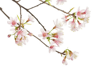 Prunus cerasoides flower, Wild Himalayan cherry plants, isolated on white background