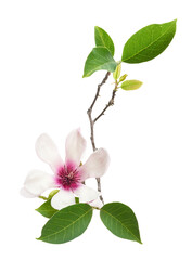 Naklejka premium Purple magnolia flower, Magnolia felix isolated on white background, with clipping path