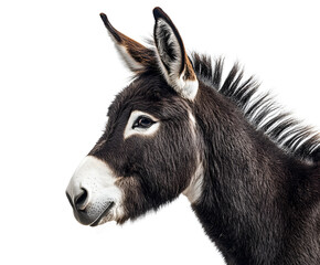Close-up portrait of a furry white alpaca or llama head