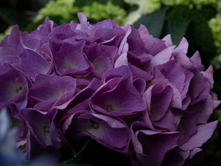 Close-up of purple hydrangea flowers in full bloom. Floral texture background, natural plant detail, botanical elegance, garden scene, spring blossom, romantic decoration element, fresh petals, orname