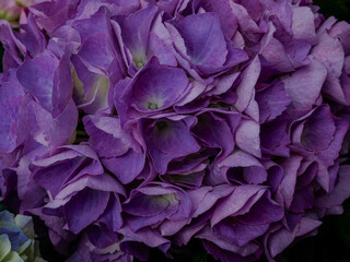 Close-up of purple hydrangea flowers in full bloom. Floral texture background, natural plant detail, botanical elegance, garden scene, spring blossom, romantic decoration element, fresh petals, orname