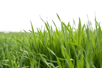 Fototapeta premium Field of green grass