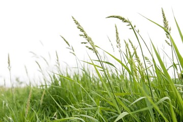 Obraz premium Field of tall grass with a white background