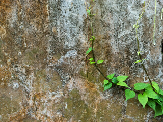 A climbing plant with green leaves that grows on dull and mossy walls.