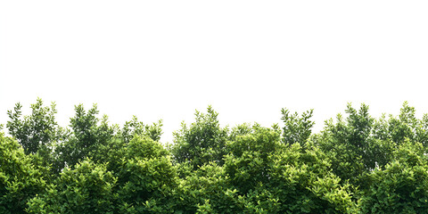 Fresh green grass foliage, perfect for organic garden and nature-inspired designs