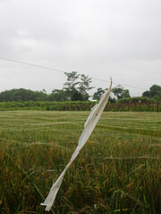 View of the waving plastic in the rice fields on a cloudy day. 