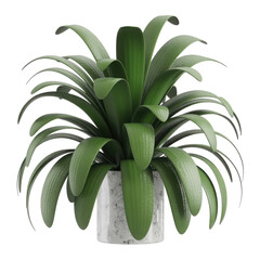 Green plant in white pot isolated on transparent background
