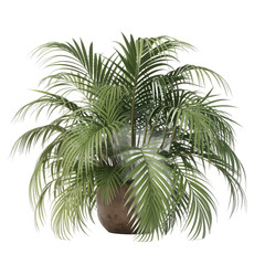 Potted palm plant isolated on transparent background
