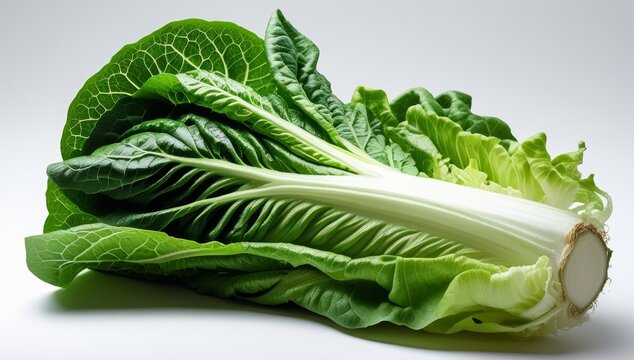 Fresh and Vibrant Romaine Lettuce Isolated on White Background Ready to Eat