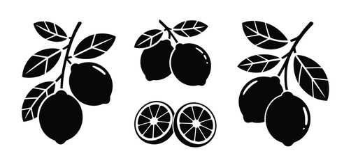 Black and White Lemon Branch Illustrations and Slices